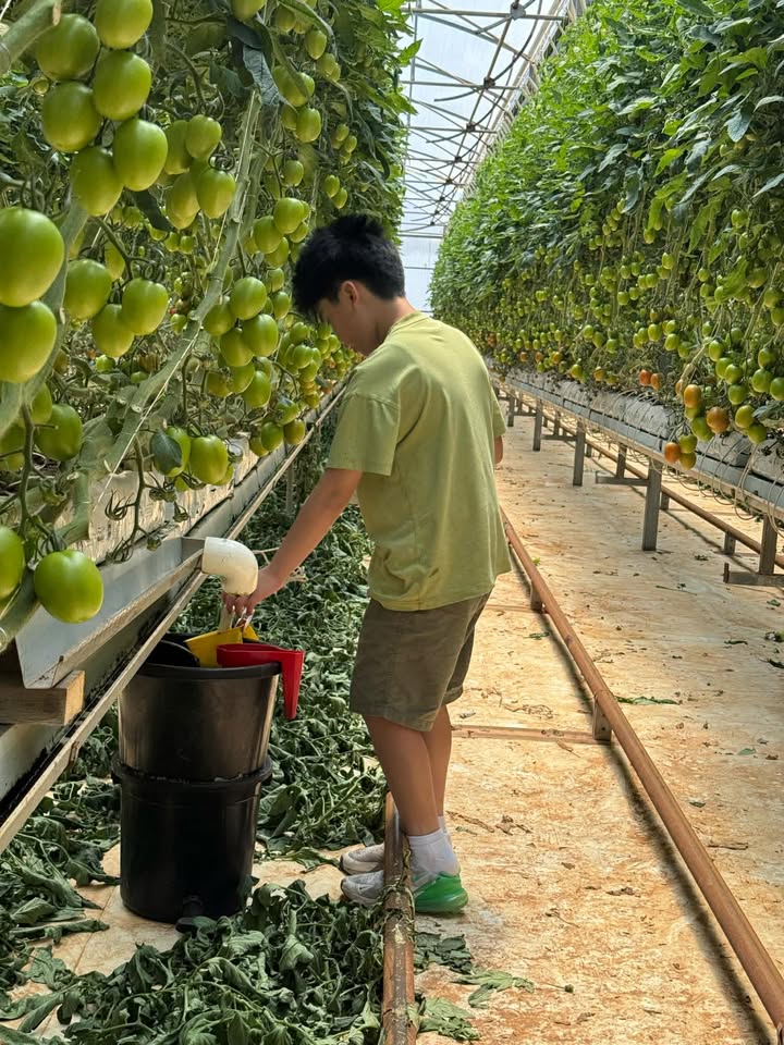 TUYỂN NGƯỜI LÀM FARM CÀ CHUA – WERRIBEE