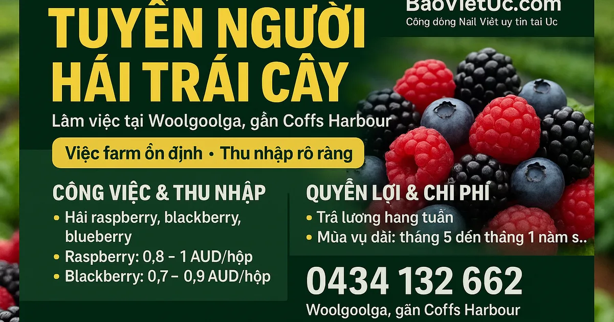 TUYỂN NGƯỜI HÁI TRÁI CÂY – LÀM VIỆC TẠI Woolgoolga (GẦN Coffs Harbour)